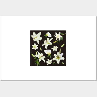 Black and White lily flowers Posters and Art